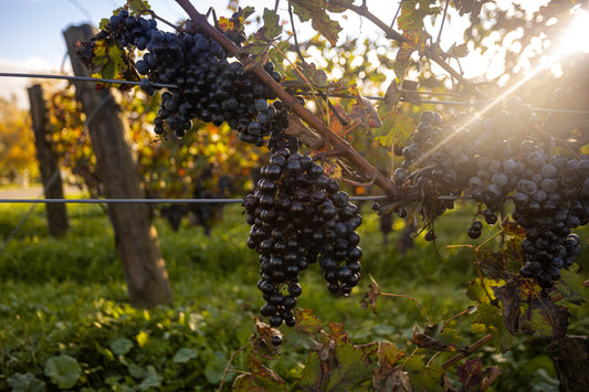 OCTOBER AT NIAGARA BENCHLANDS WINERIES