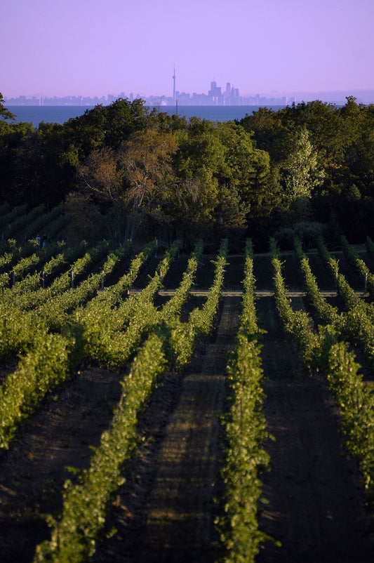 WELCOME TO THE NIAGARA BENCHLANDS WINERIES